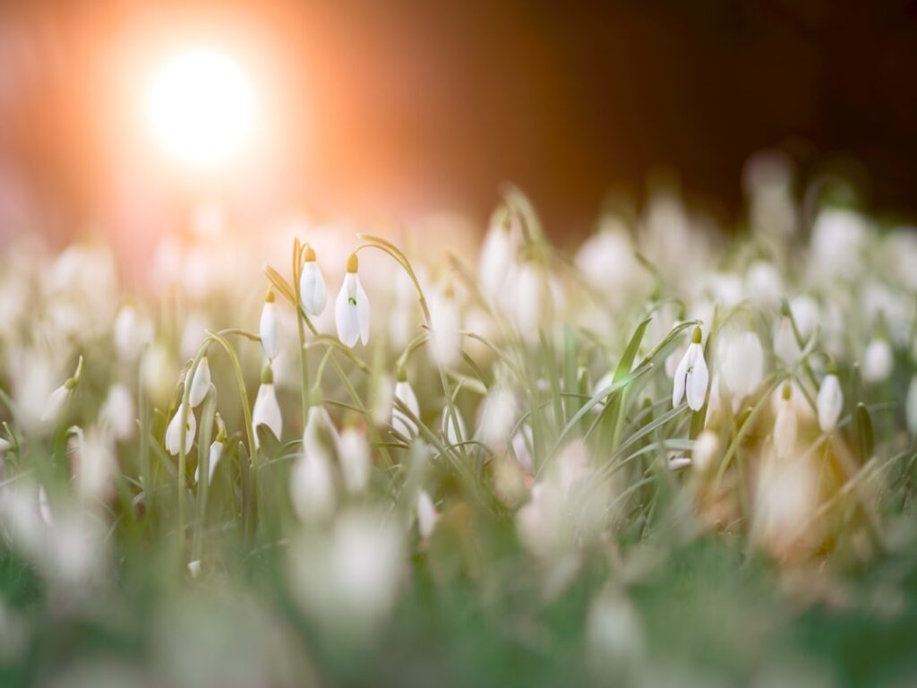 flores de inverno, slow living portugal